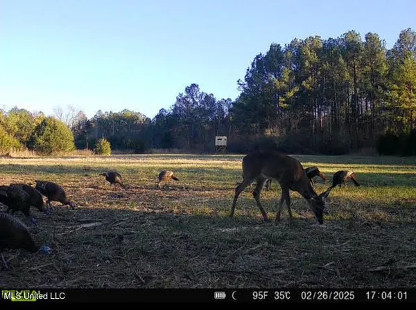 $355,000 | 2 Forest Service Road 562, Pulaski, MS 39152