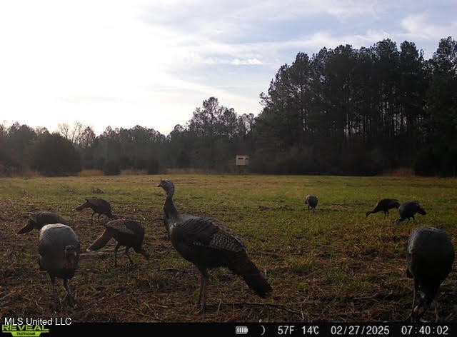 2 Forest Service Road 562 Pulaski, MS 39152 - Photo 37 of 53 256