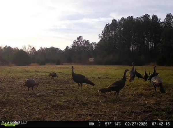 $355,000 | 2 Forest Service Road 562, Pulaski, MS 39152