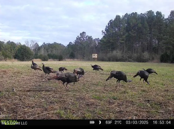 $355,000 | 2 Forest Service Road 562, Pulaski, MS 39152