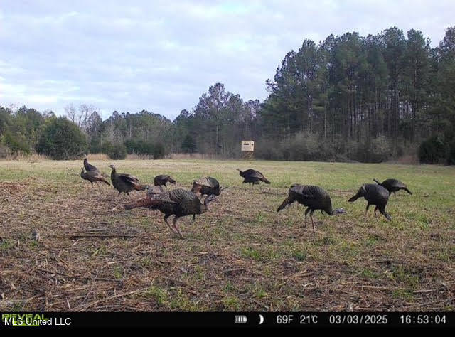 2 Forest Service Road 562 Pulaski, MS 39152 - Photo 39 of 53 258