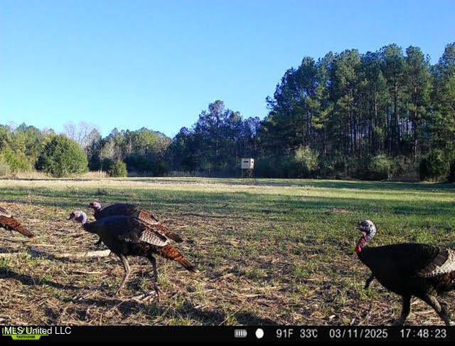 2 Forest Service Road 562 Pulaski, MS 39152 - Photo 40 of 53 259