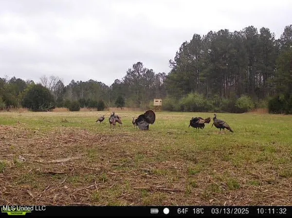 $355,000 | 2 Forest Service Road 562, Pulaski, MS 39152