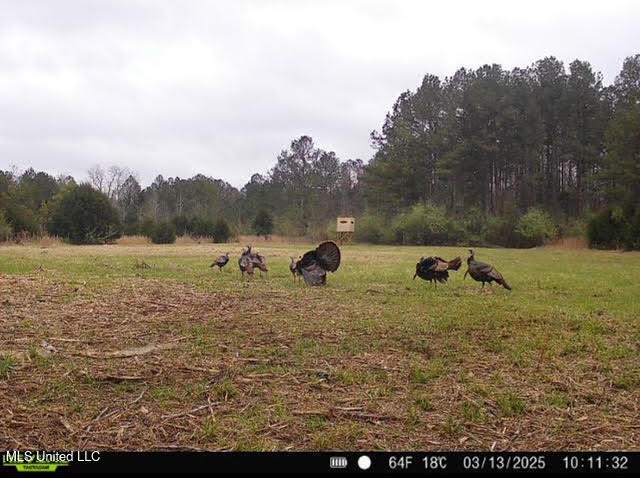 2 Forest Service Road 562 Pulaski, MS 39152 - Photo 41 of 53 260