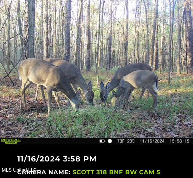 2 Forest Service Road 562 Pulaski, MS 39152 - Photo 5 of 53 83