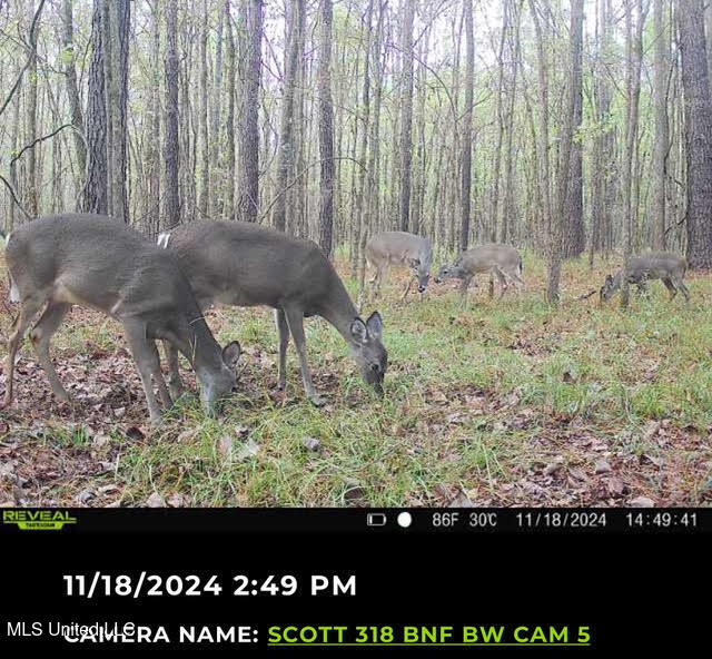 2 Forest Service Road 562 Pulaski, MS 39152 - Photo 6 of 53 85