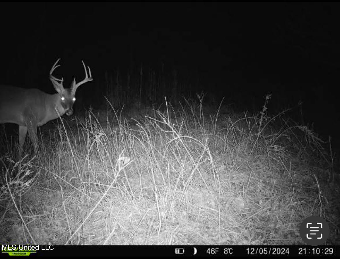 2 Forest Service Road 562 Pulaski, MS 39152 - Photo 9 of 53 88