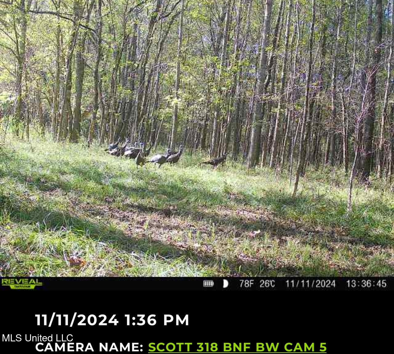 2 Forest Service Road 562 Pulaski, MS 39152 - Photo 10 of 53 90