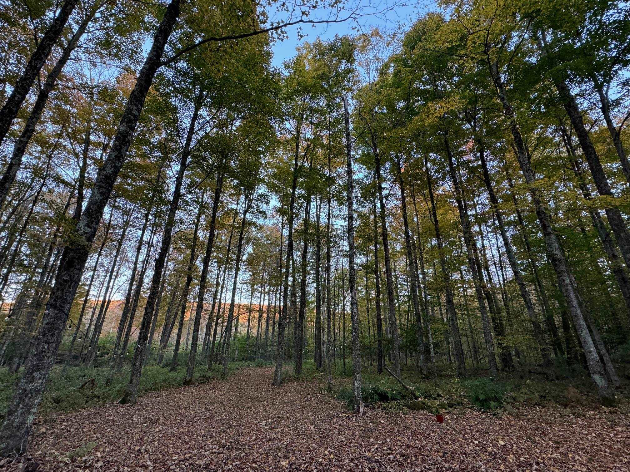 777 Butternut Gutter Arlington, VT 05250 - Photo 14 of 25