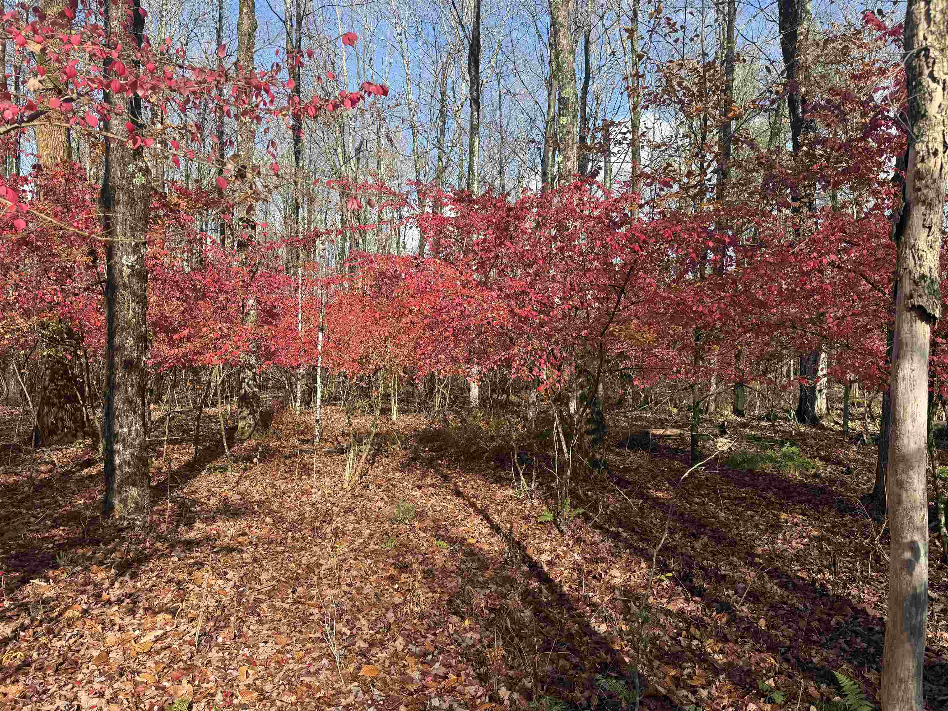 777 Butternut Gutter Arlington, VT 05250 - Photo 8 of 25