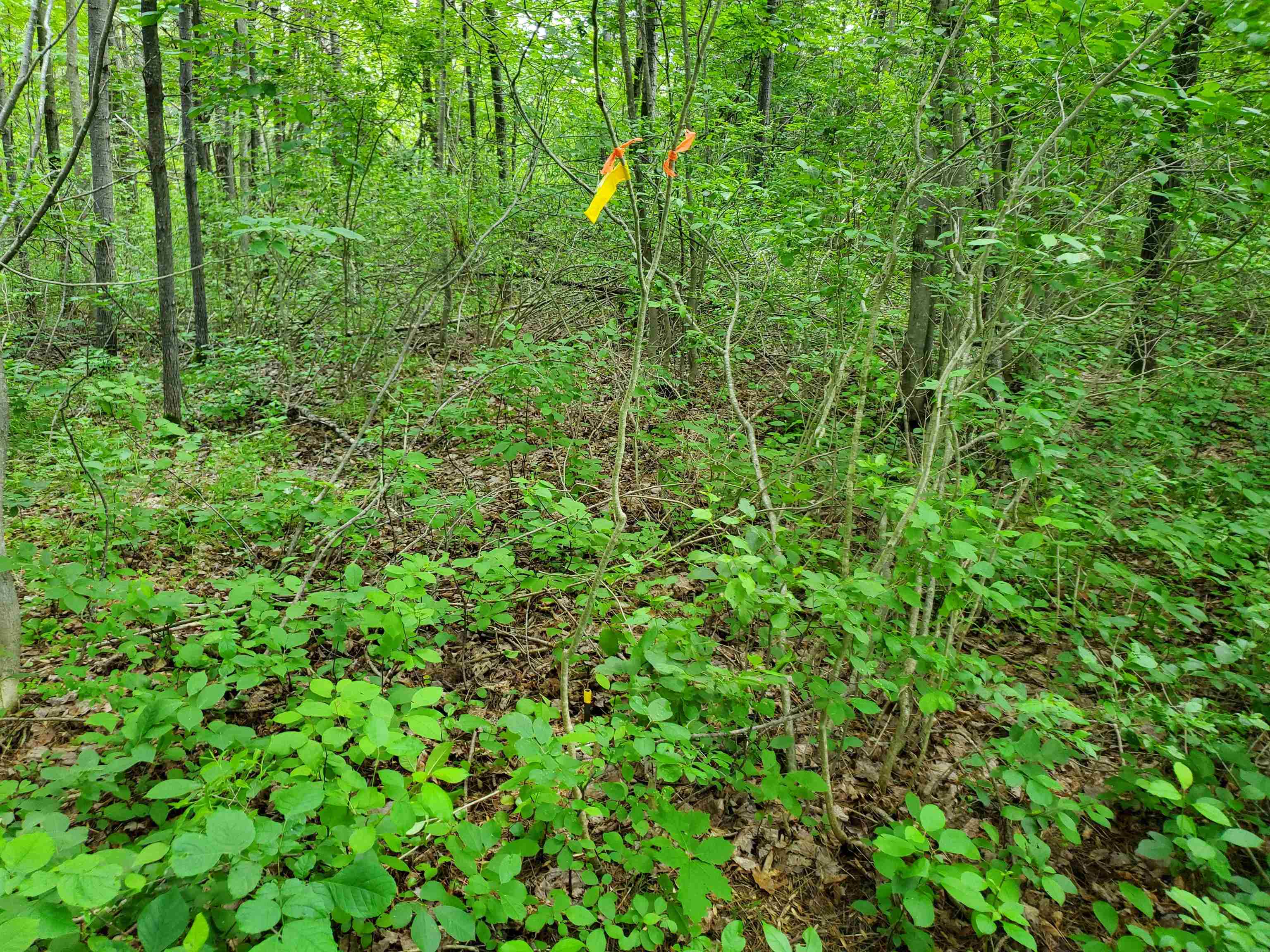0 Ryder Corner Road Sunapee, NH 03782 - Photo 26 of 35