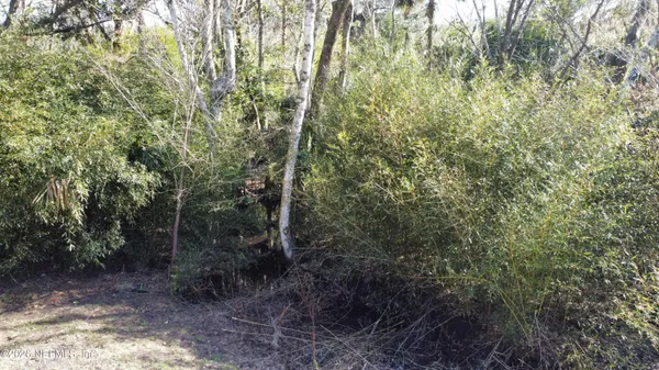 a view of a forest with trees in the background