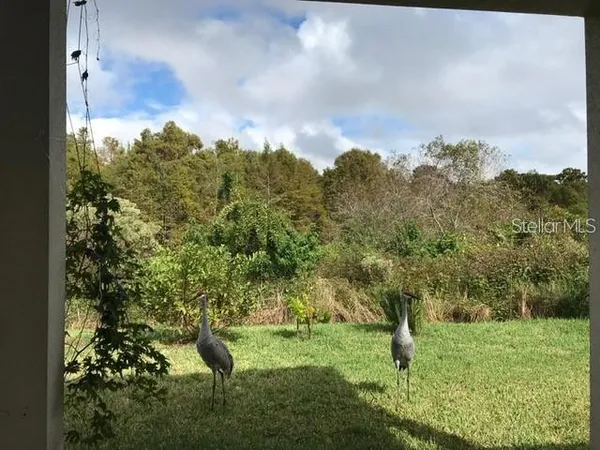 a view of a yard with an trees and plants