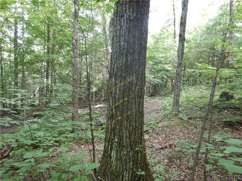 Bull Hill Road Newfield, NY 14867 - Photo 27 of 36
