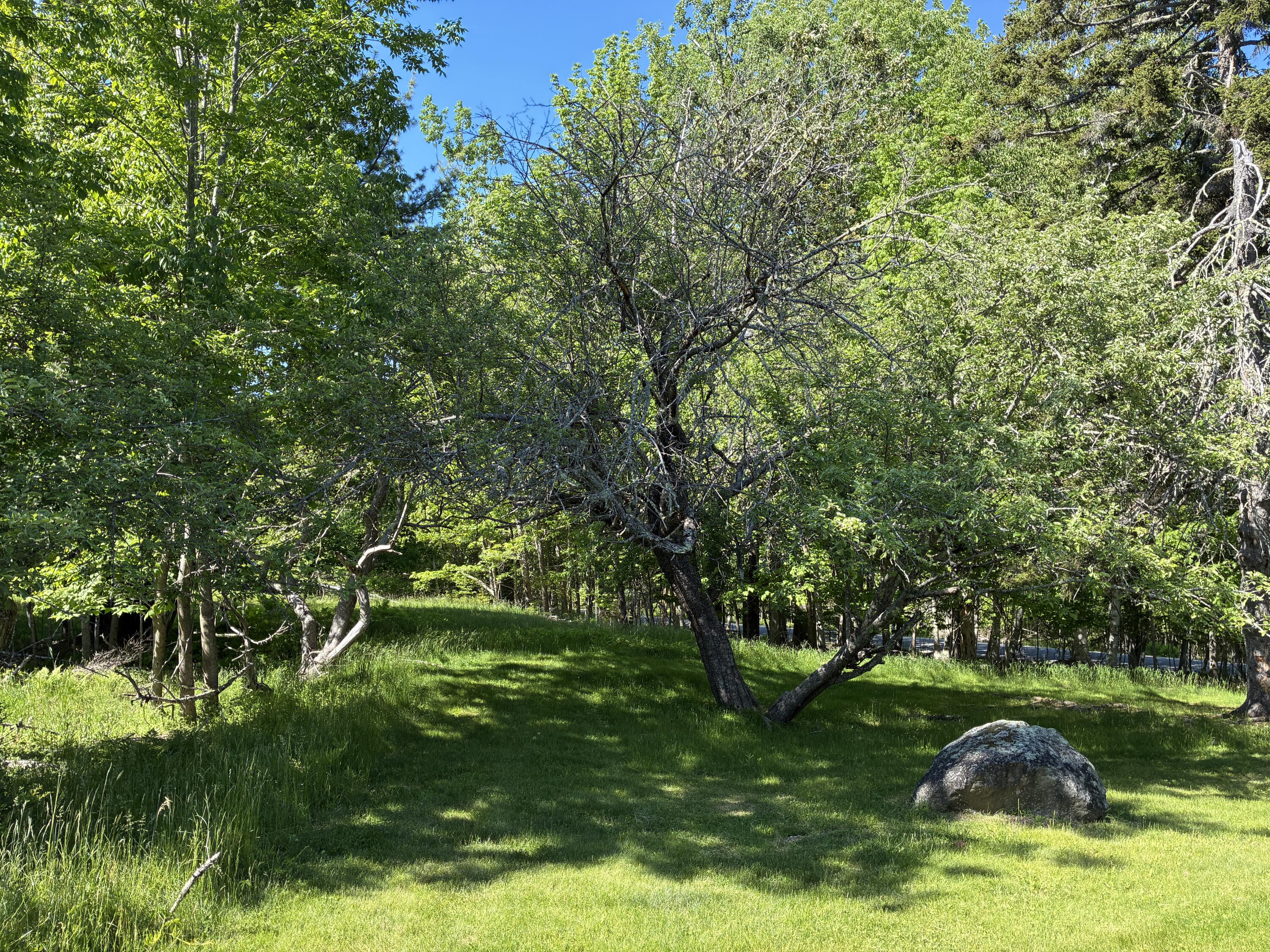 707 Newbury Neck Road Surry, ME 04684 - Photo 30 of 40 Apple trees, north side.