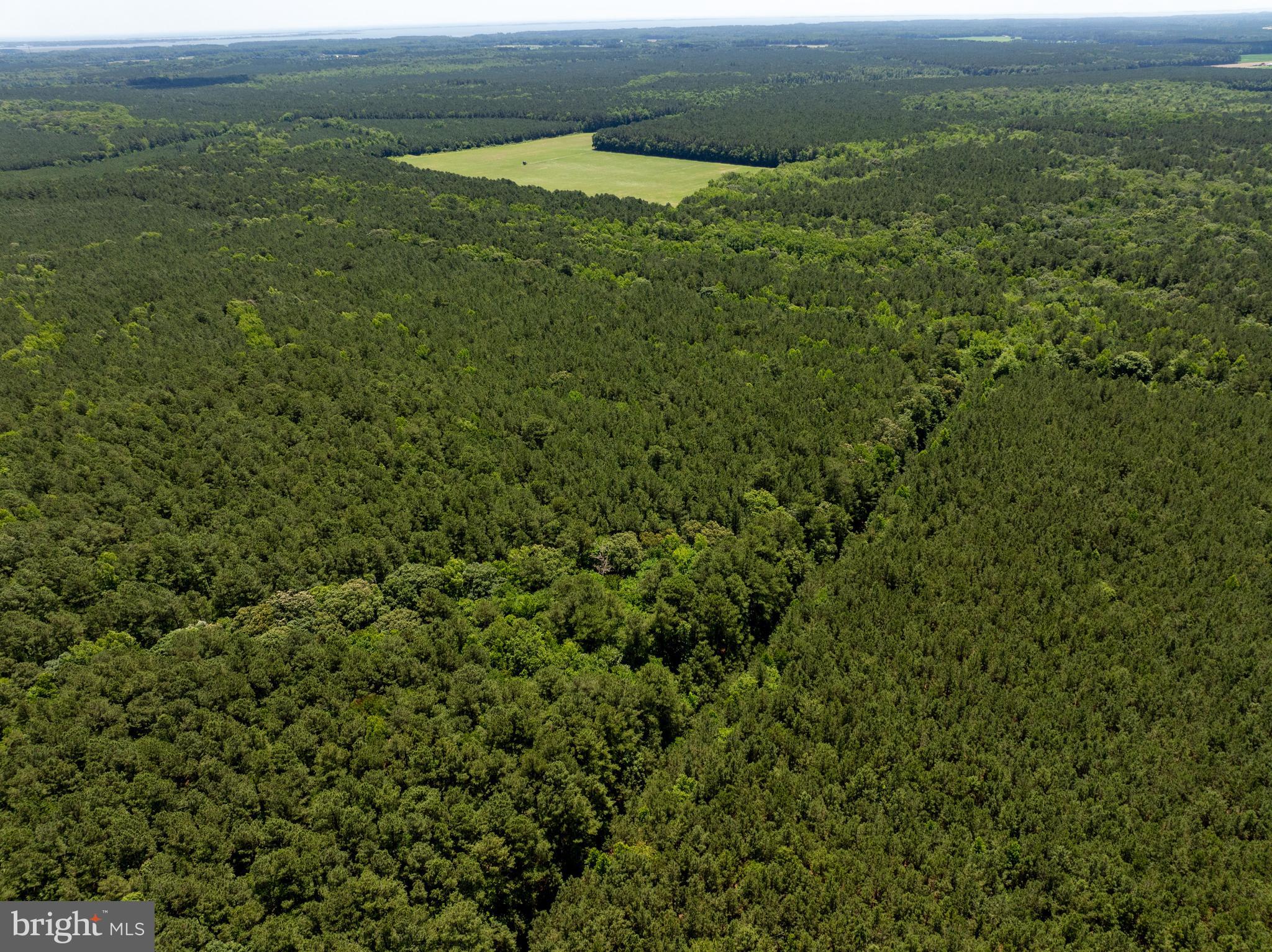 0 Patey Woods Road Berlin, MD 21811 - Photo 13 of 20 a view of a lush green forest with a mountain