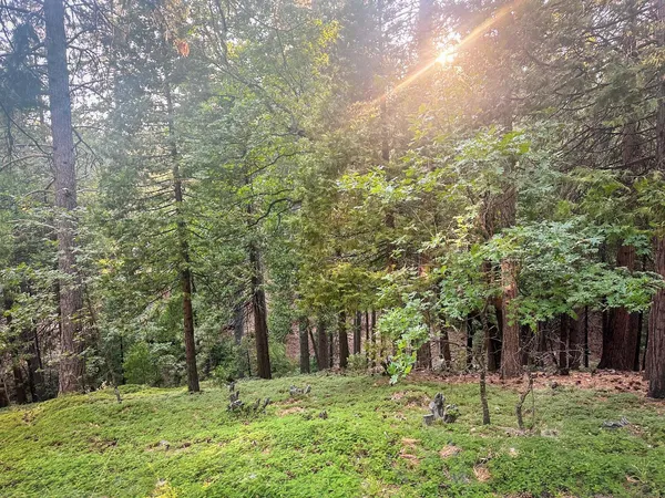 a big yard with lots of green space and trees