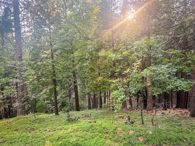a big yard with lots of green space and trees