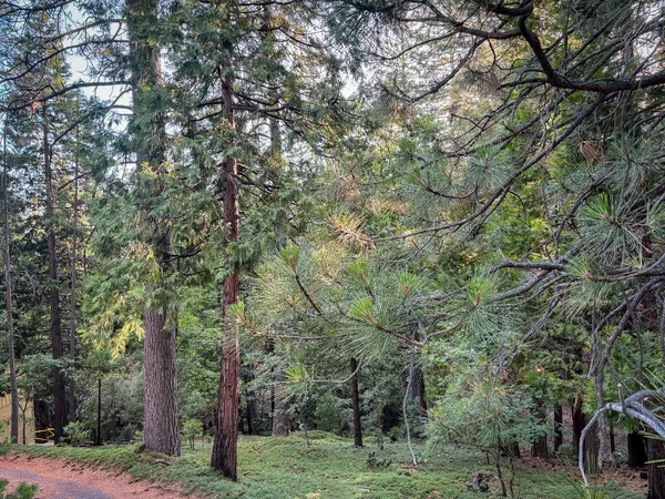 a view of a trees with a yard