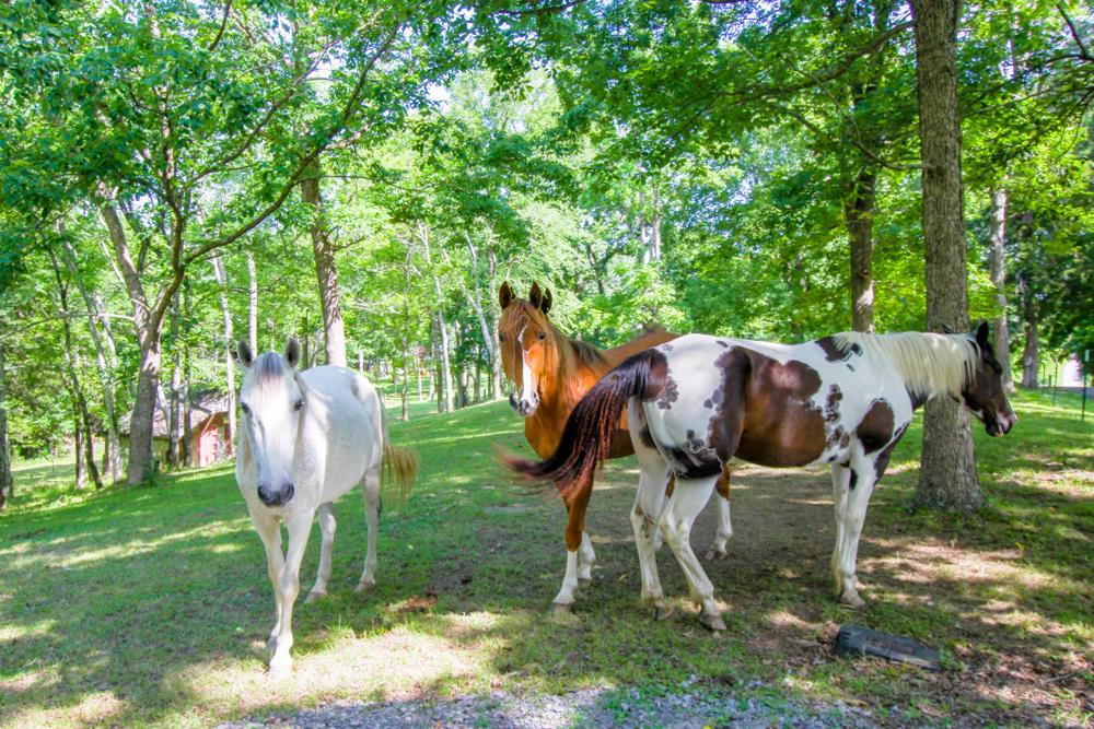 185 Osborne Road Watertown, TN 37184 - Photo 17 of 19
