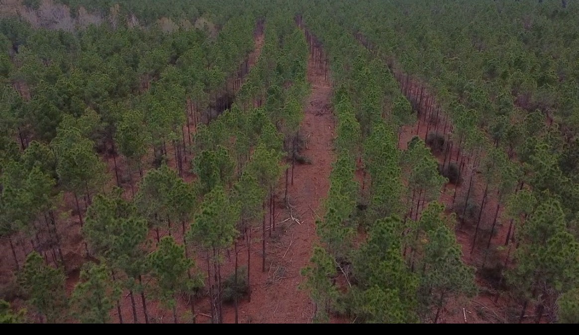 358 Holcombe Road Groveton, TX 75845 - Photo 3 of 10