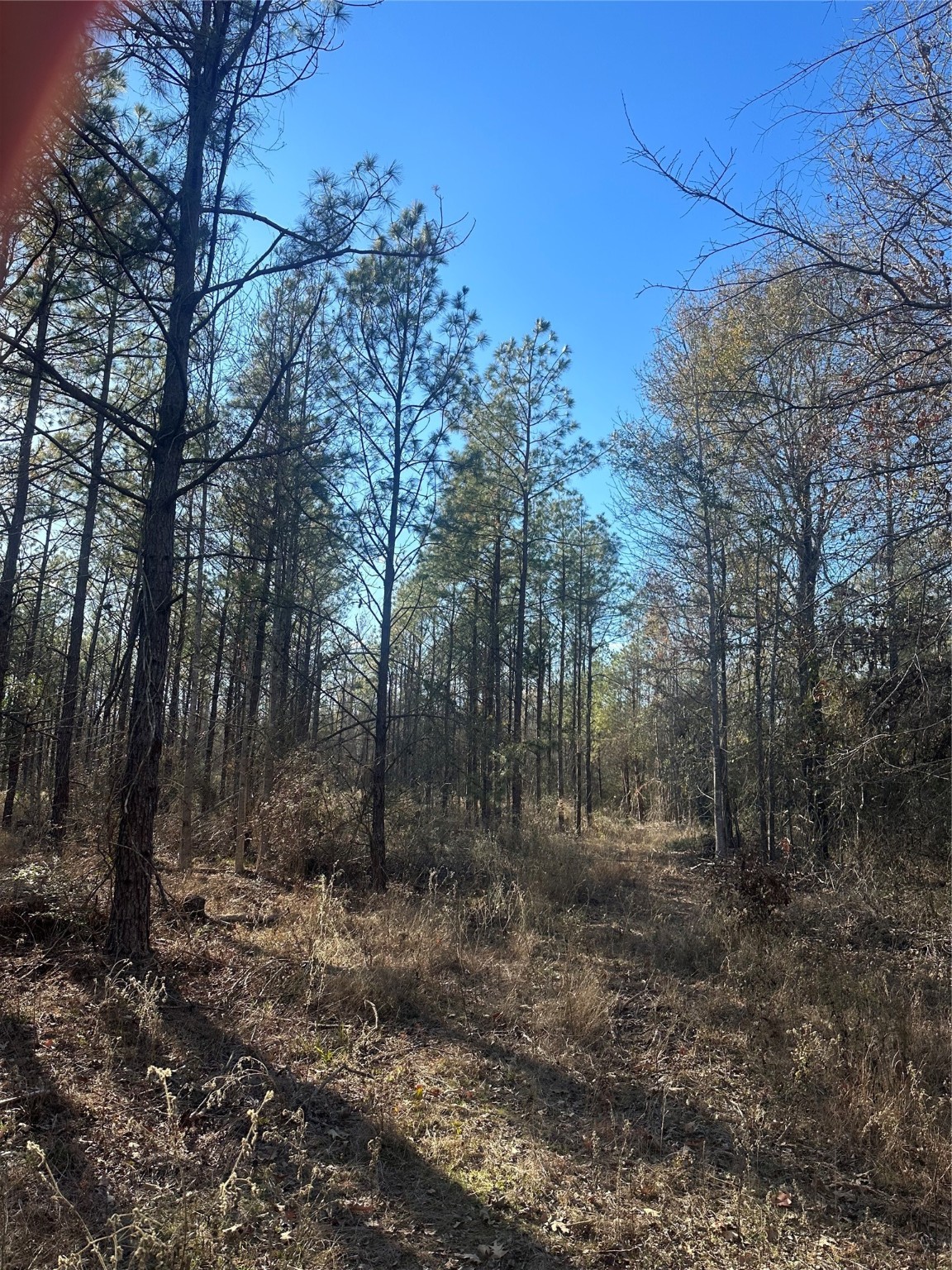 358 Holcombe Road Groveton, TX 75845 - Photo 6 of 10