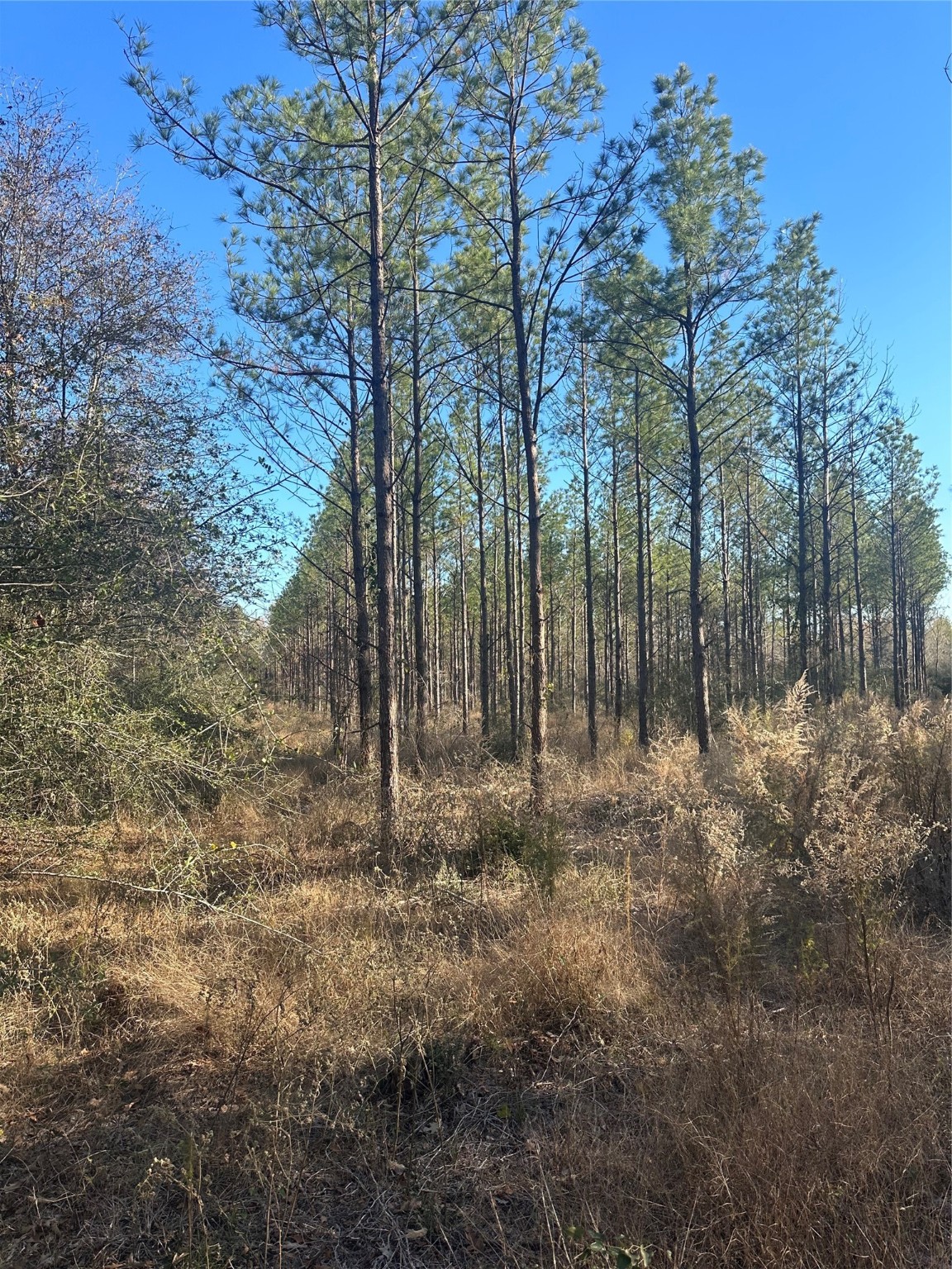 358 Holcombe Road Groveton, TX 75845 - Photo 8 of 10