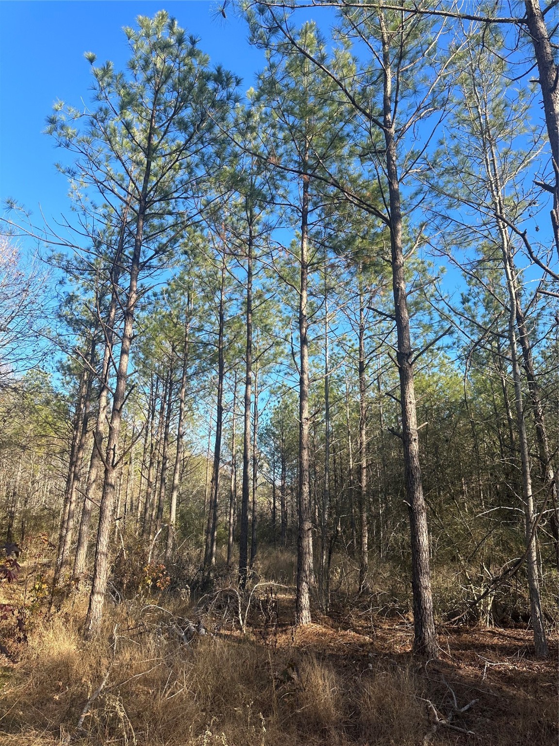 358 Holcombe Road Groveton, TX 75845 - Photo 9 of 10