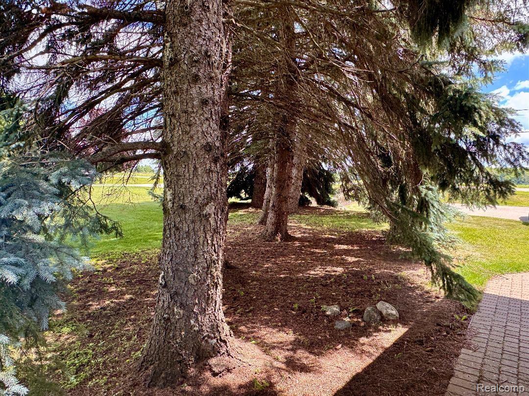 6686 South Schott Road Mayville, MI 48744 - Photo 24 of 25 Mature evergreen trees forming a natural canopy over a ground covered with pine needles, bordered by a paver walkway