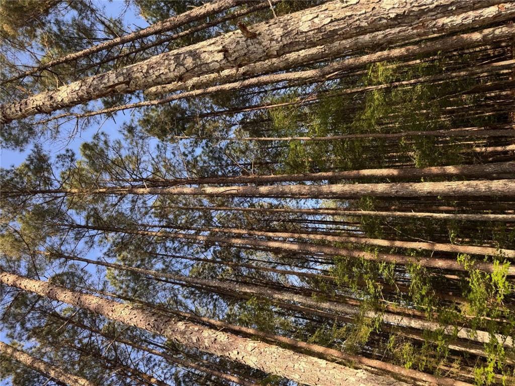0 Conger Road Union Point, GA 30669 - Photo 6 of 12