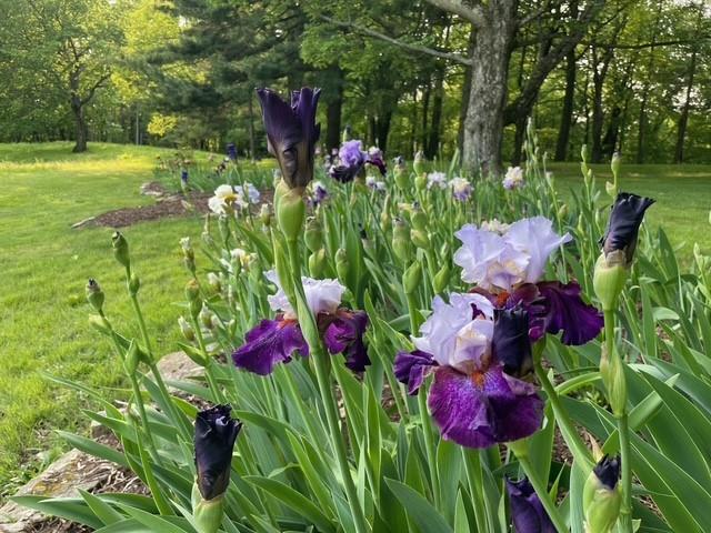 121 Hidden Ridge Pittsburgh, PA 15238 - Photo 42 of 48 a view of a bunch of flowers