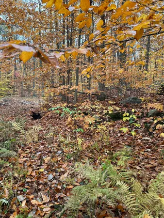 $150,000 | 0 Upper Notch Road, Bristol, VT 05443