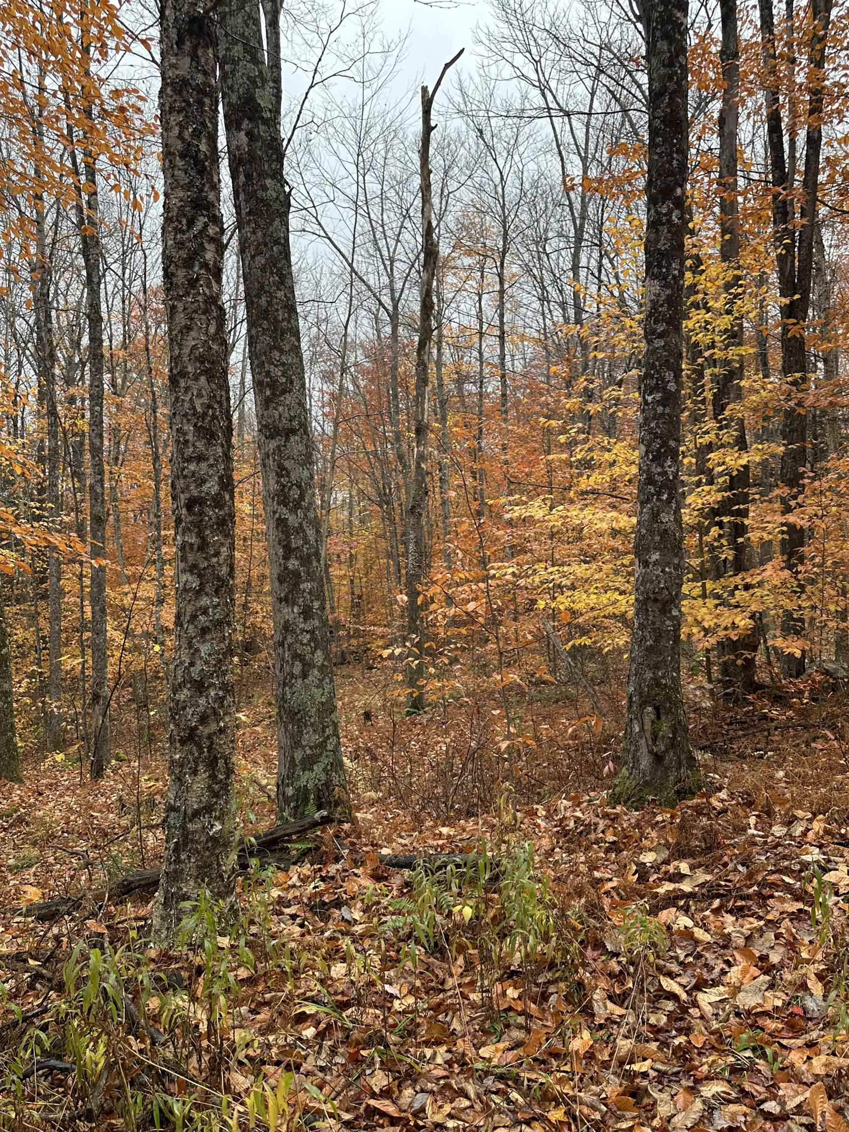 0 Upper Notch Road Bristol, VT 05443 - Photo 6 of 6