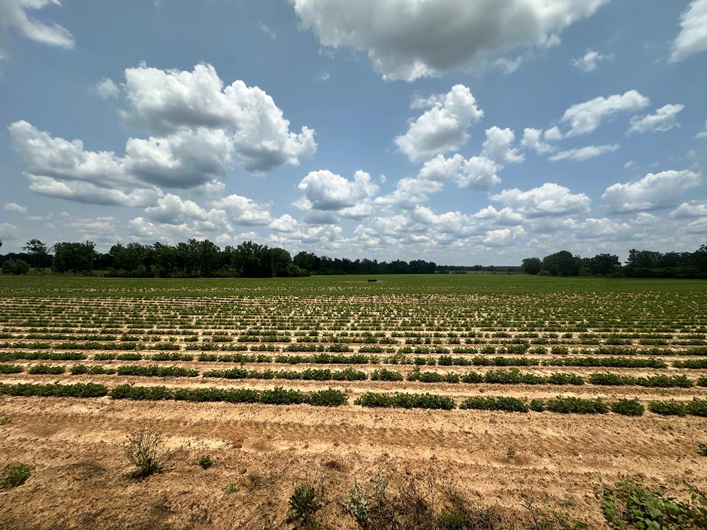 12-acres J Saunders Road Dothan, AL 36303 - Photo 3 of 3