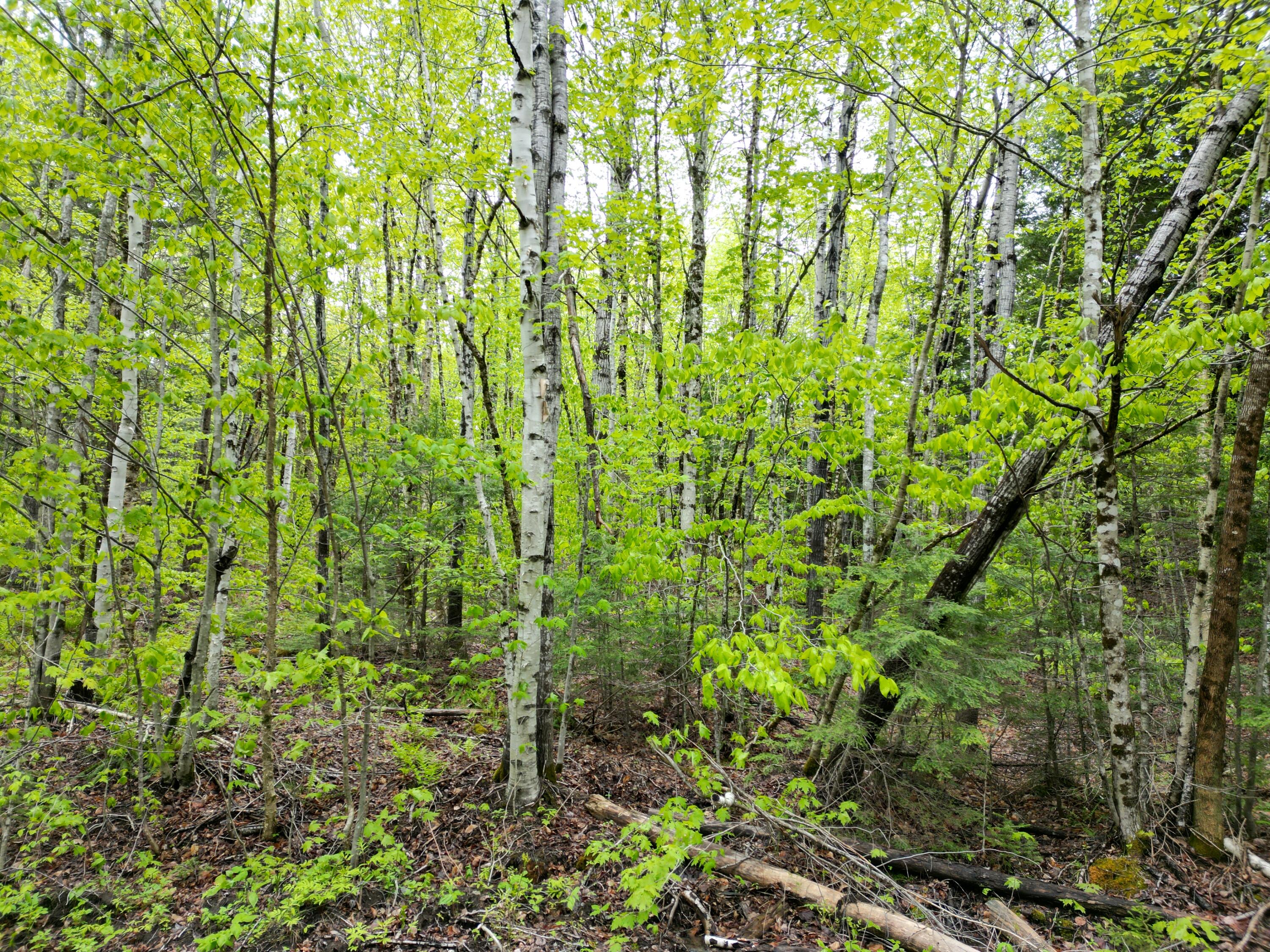 Lot 8-2 Dill Valley Road Lakeville, ME 04487 - Photo 12 of 21 DJI_0896