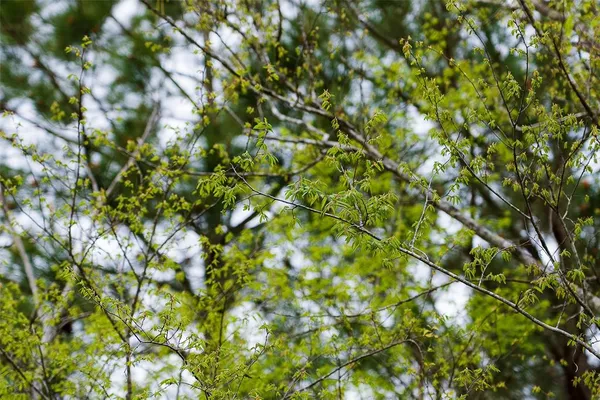 $499,999 | 0 County Road 839, Nacogdoches, TX 75964