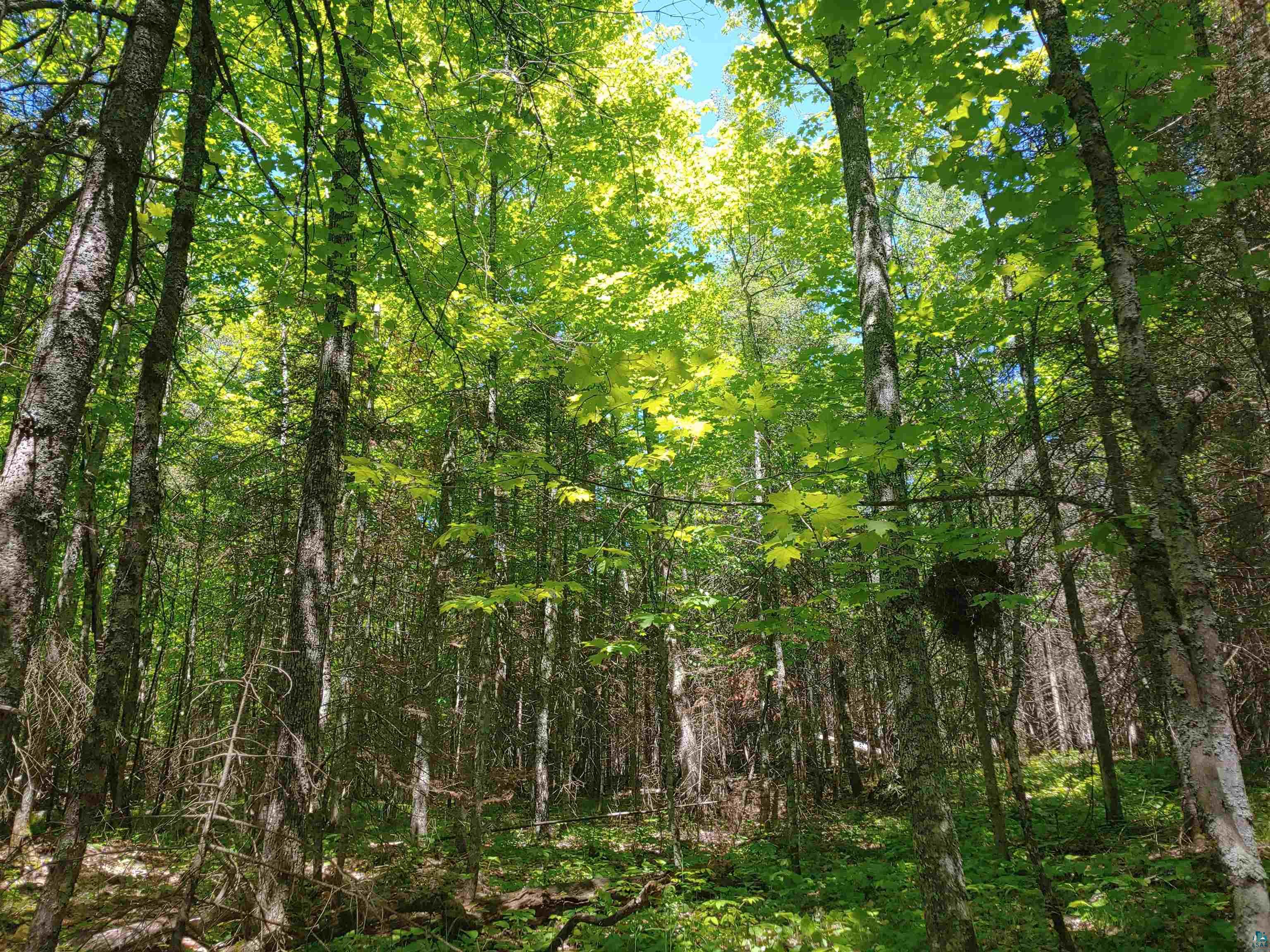 Two Gun Club Road Two Harbors, MN 55616 - Photo 4 of 13