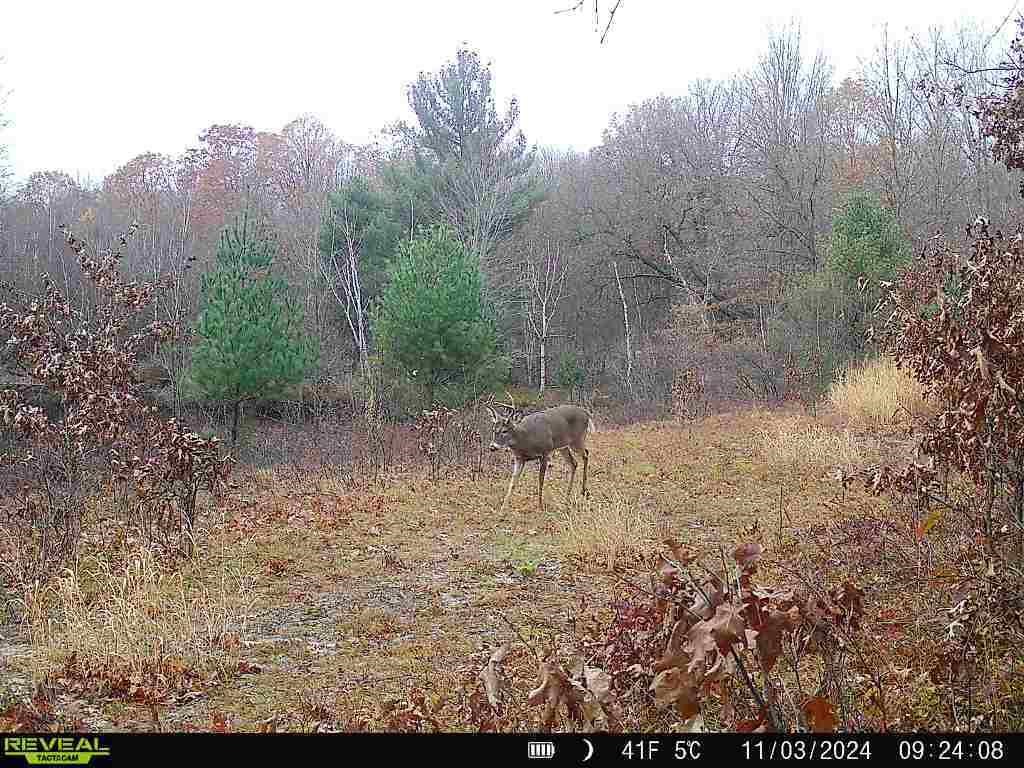 11401 Little George Lake Road Gladwin, MI 48624 - Photo 60 of 72