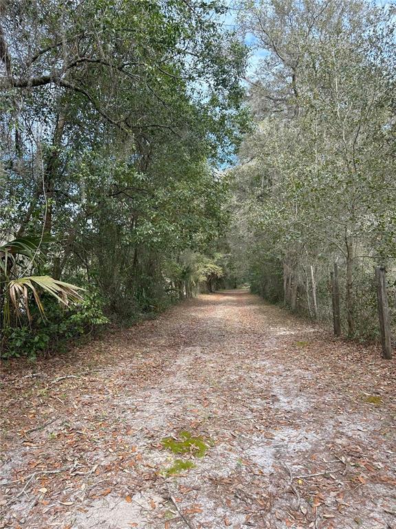 596 Highway 20 Palatka, FL 32177 - Photo 23 of 49 a view of a forest with trees in the background