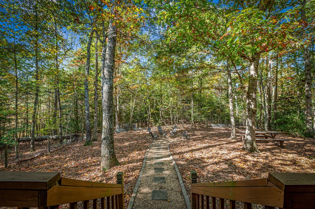 196 Ethan Wilson Way Morganton, GA 30560 - Photo 56 of 66 a view of a forest filled with trees