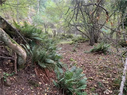a view of a yard with plants and trees