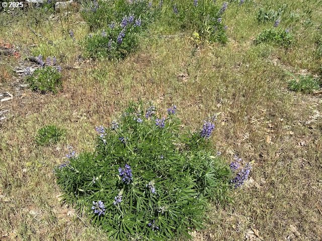 D Pine Goldendale, WA 98620 - Photo 12 of 14 a view of a tree