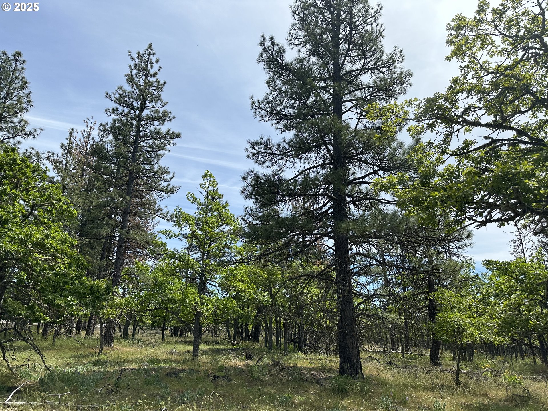D Pine Goldendale, WA 98620 - Photo 4 of 14 a backyard of a house with lots of trees