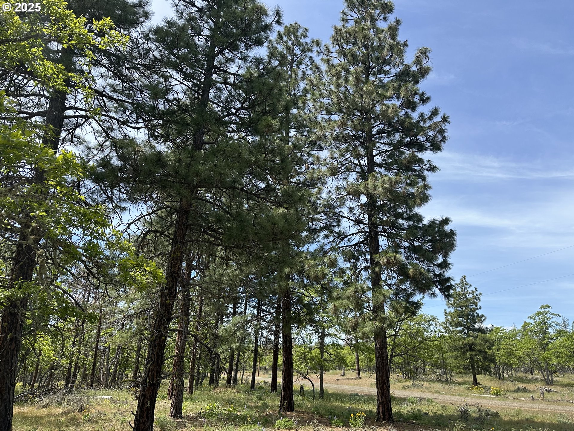 D Pine Goldendale, WA 98620 - Photo 5 of 14 a view of outdoor space with lots of trees