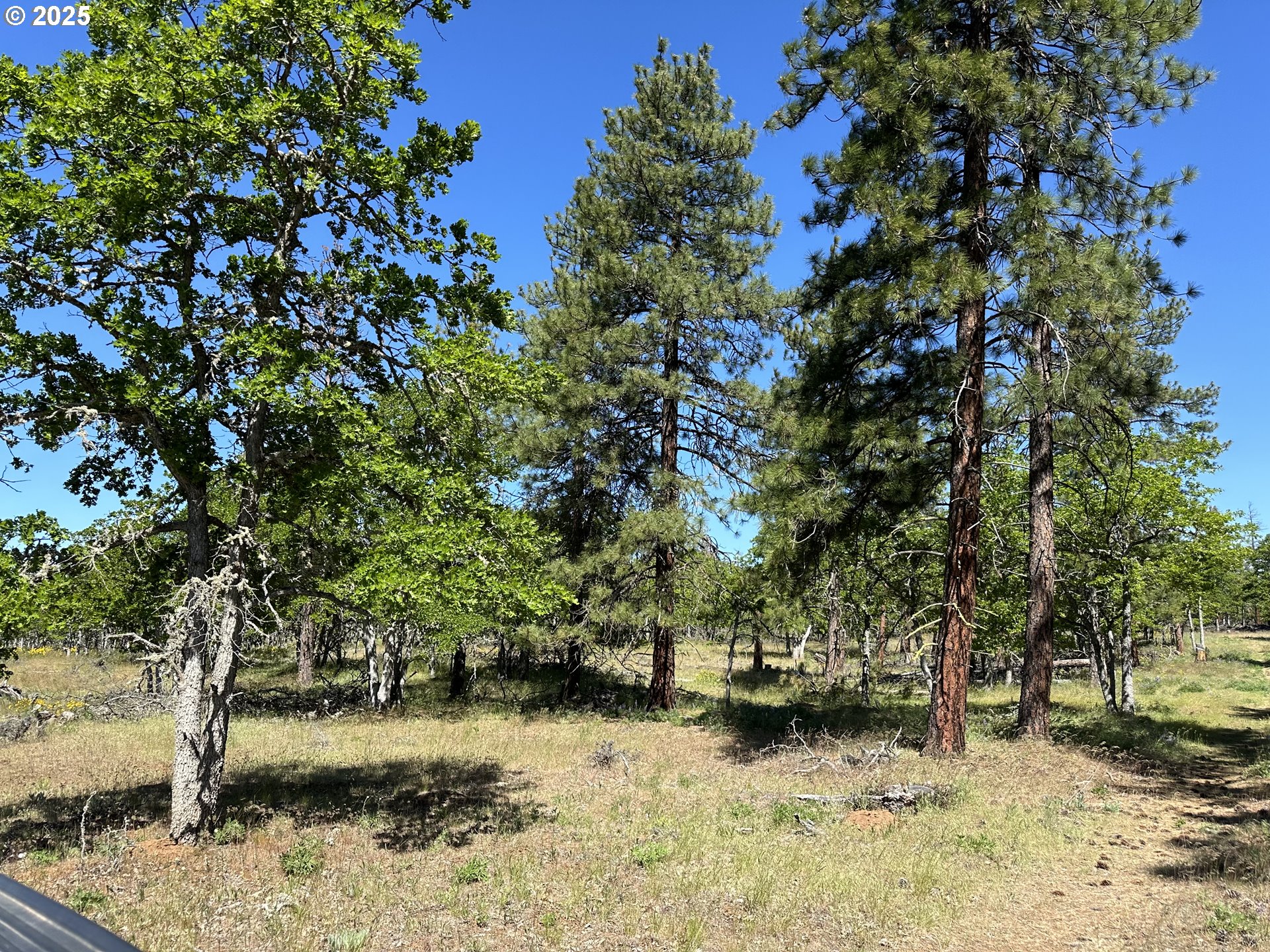 D Pine Goldendale, WA 98620 - Photo 6 of 14 a view of a yard with trees