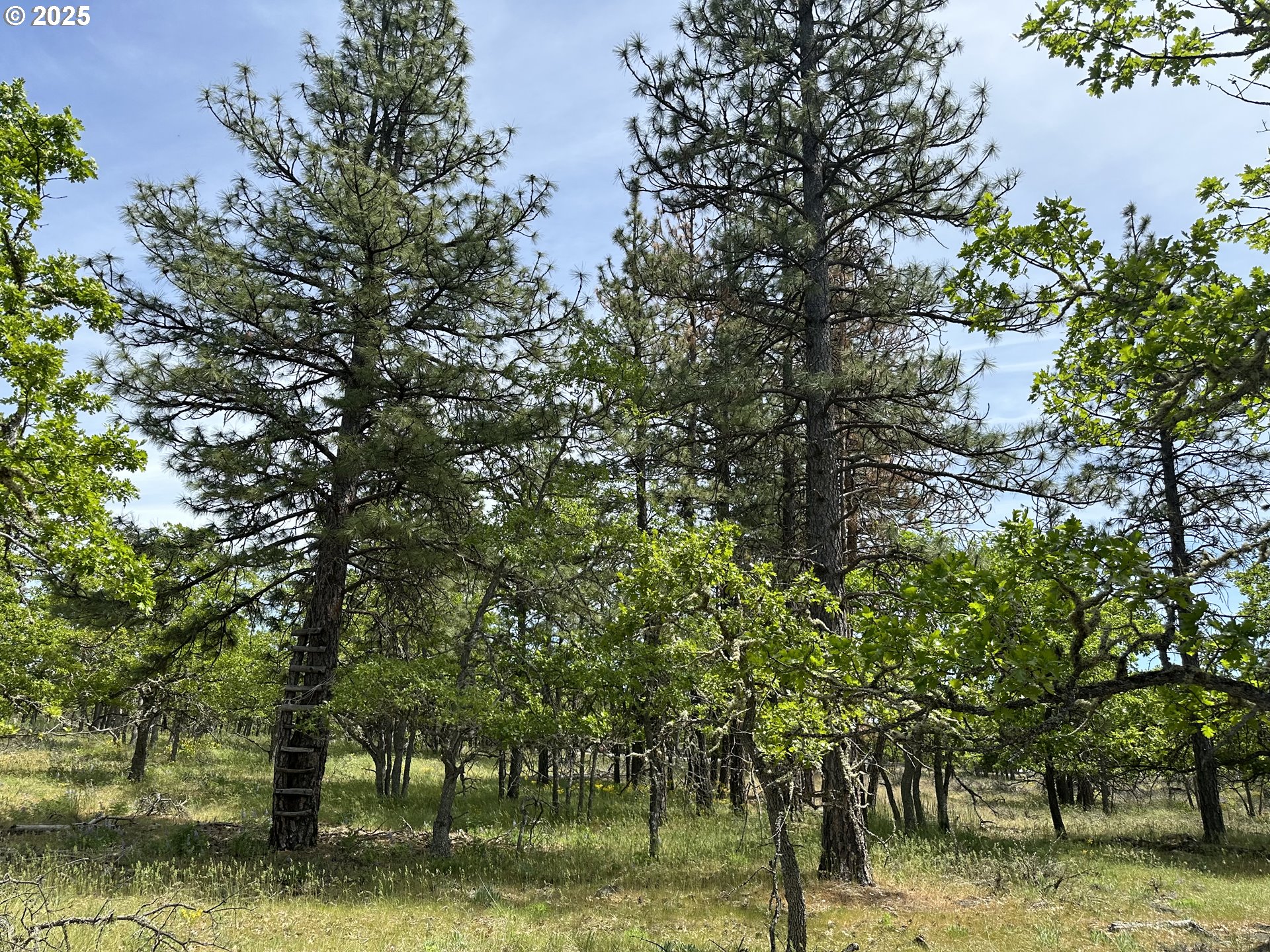 D Pine Goldendale, WA 98620 - Photo 8 of 14 a view of a lake with a tree