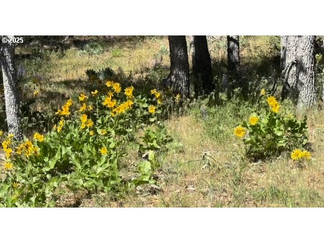 D Pine Goldendale, WA 98620 - Photo 10 of 14 a open area with green field