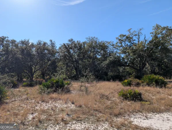 a view of a forest with a tree in the background