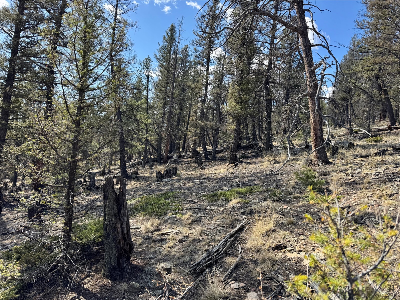 2403 Redhill Road Fairplay, CO 80440 - Photo 14 of 18 a view of a forest filled with trees