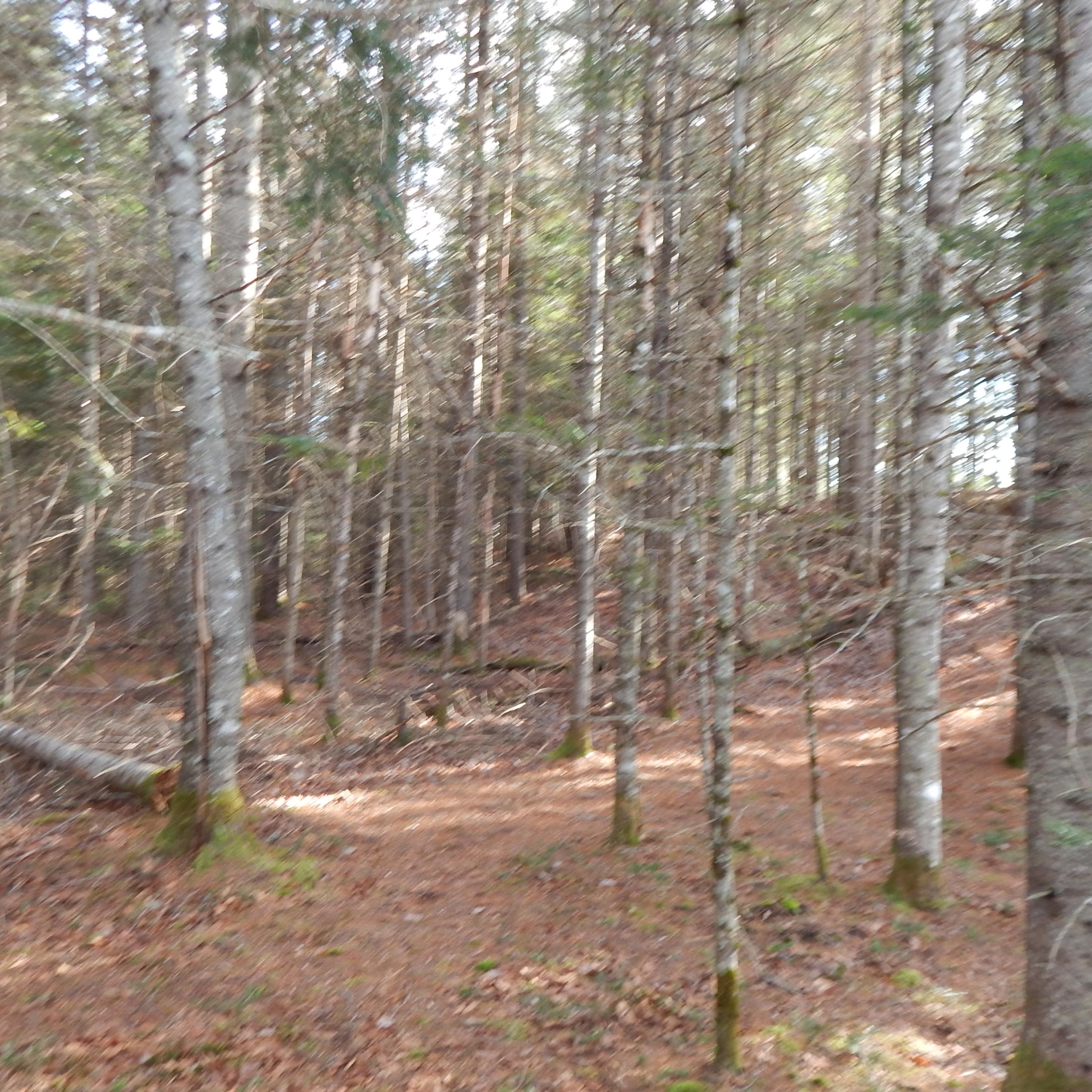 69 Herring Tract Road Willimantic, ME 04443 - Photo 29 of 60 DSCN0072
